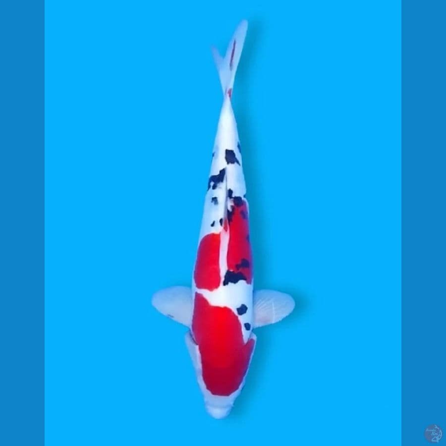 DOITSU Murni 30CM Male