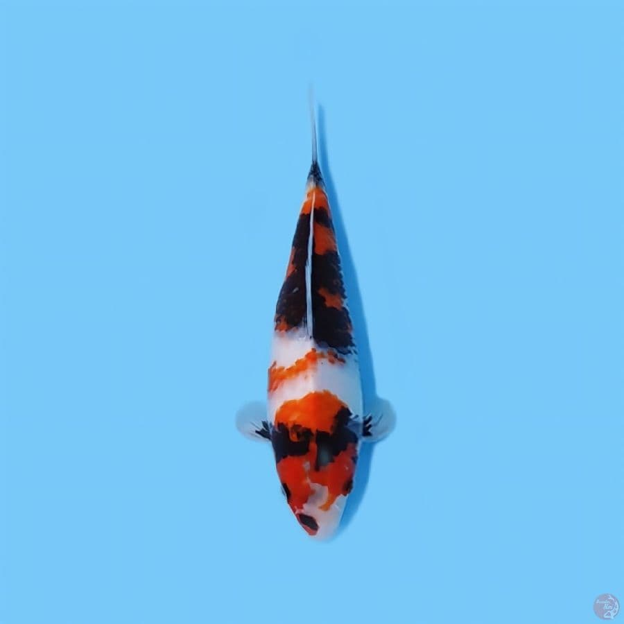 SHOWA 30 CM - FEEMALE