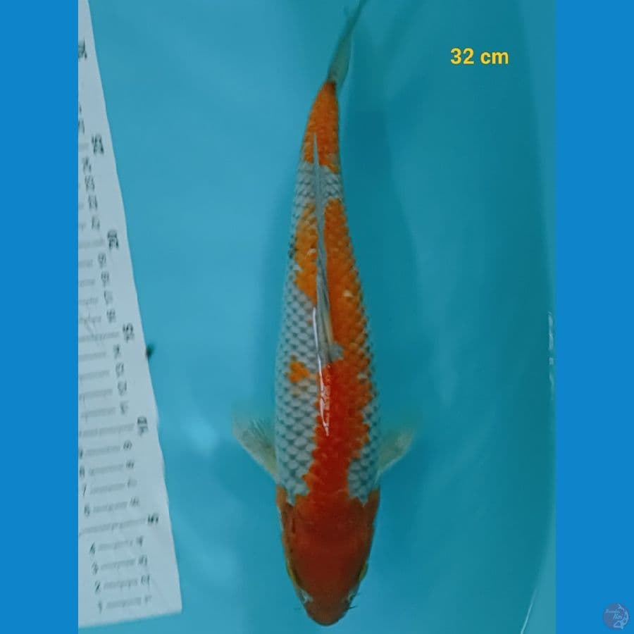 ochiba male 32 cm