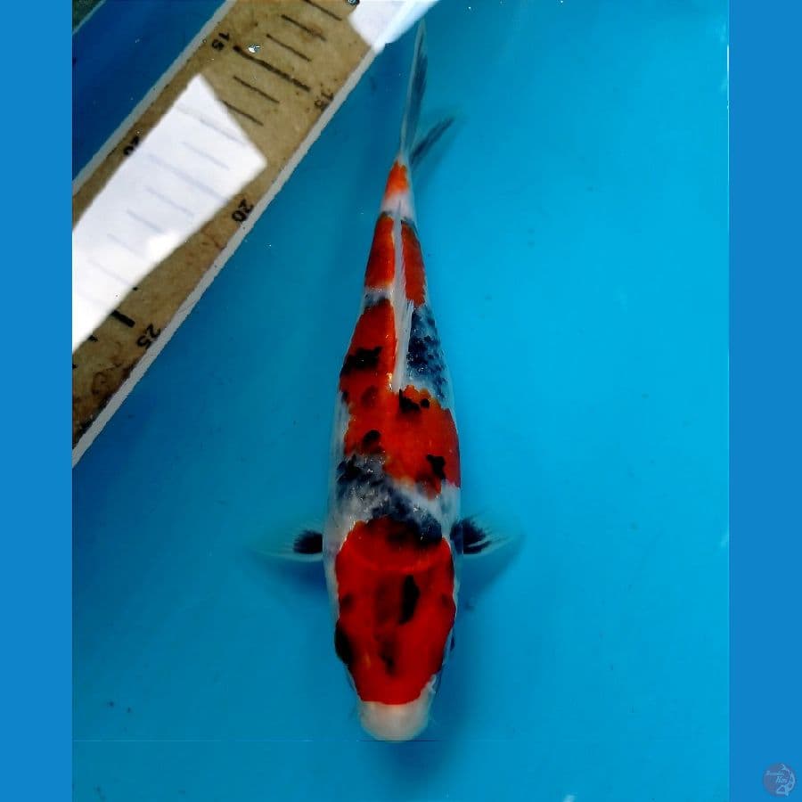 showa 20 cm