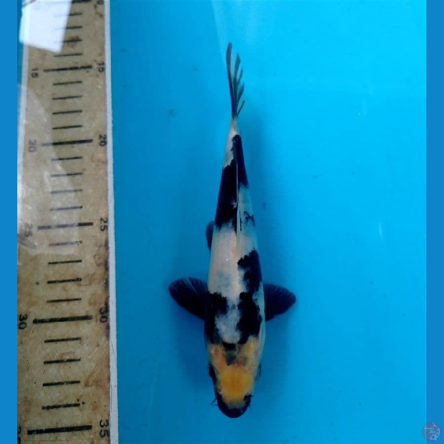 shiro 17 cm 