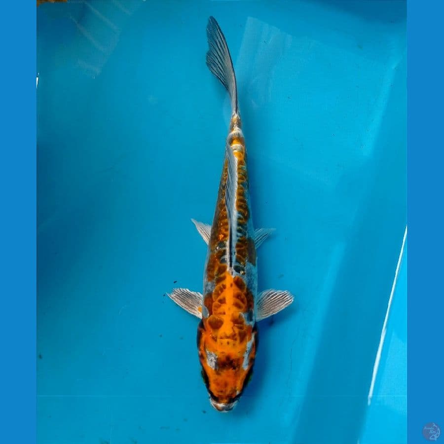 kiko 21 cm