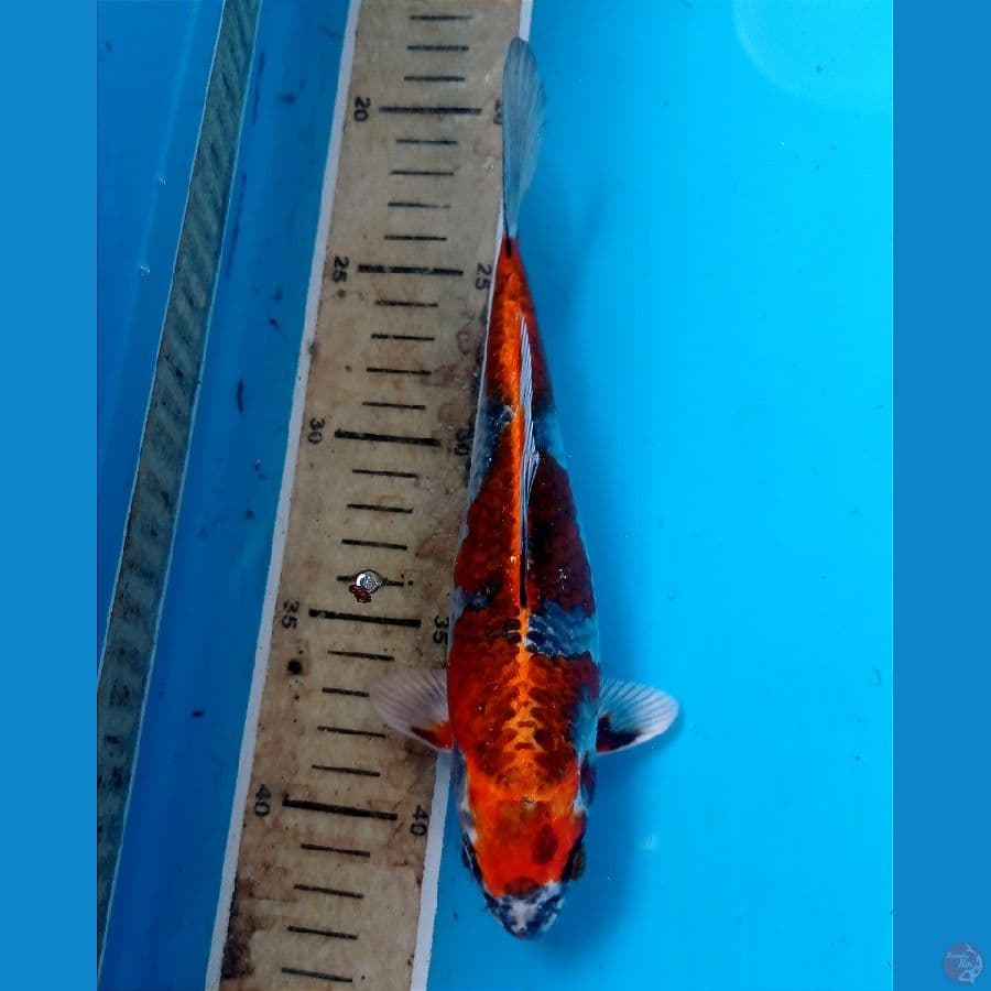 beni ginga 20cm
