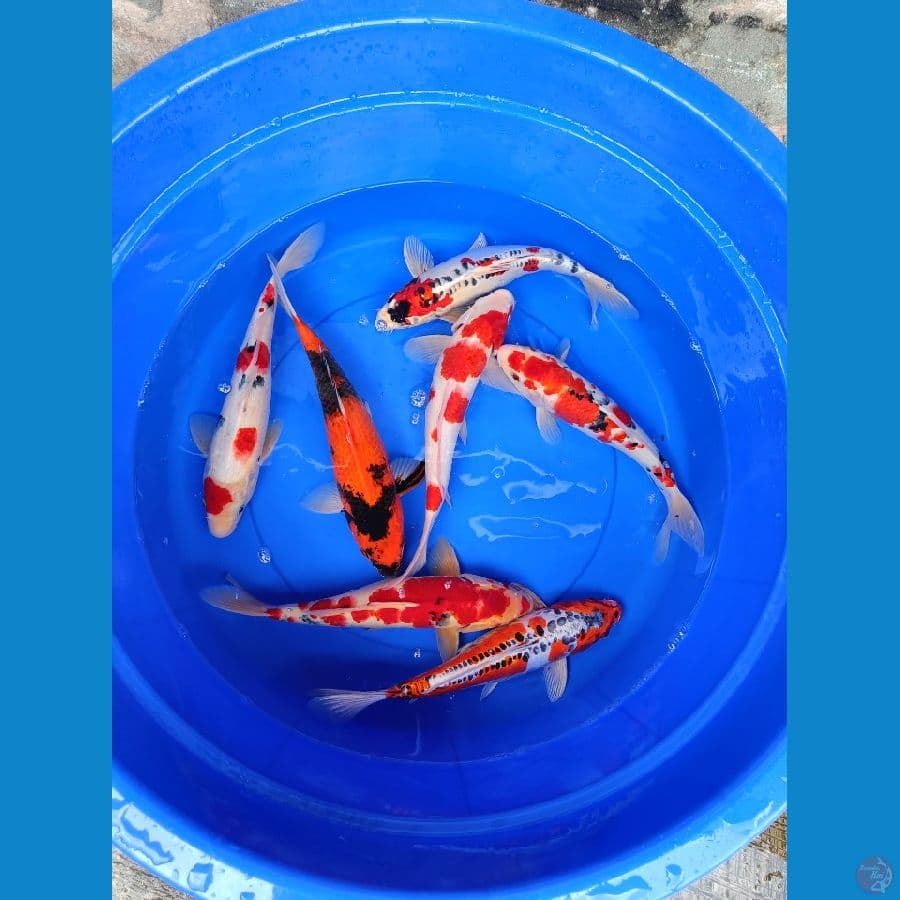 paket 40 bu 7 ekor