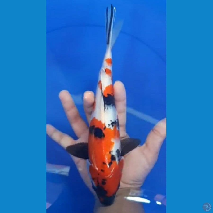 SHOWA Kindai Sakura 29cm