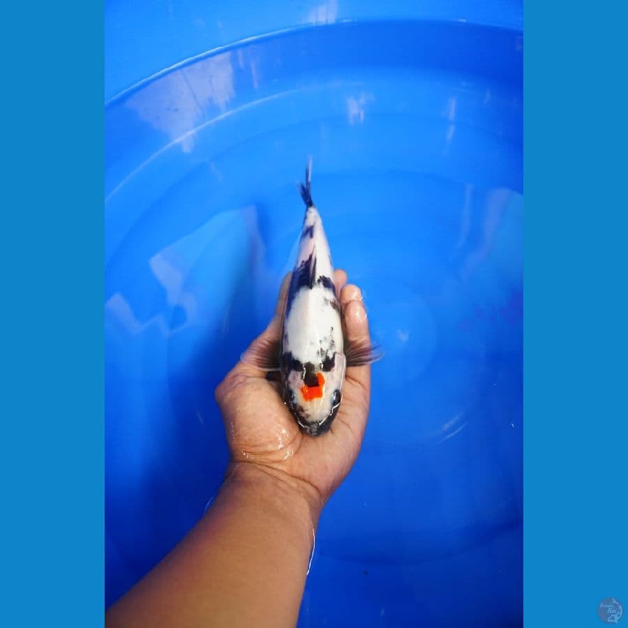 Tancho Showa 23Cm