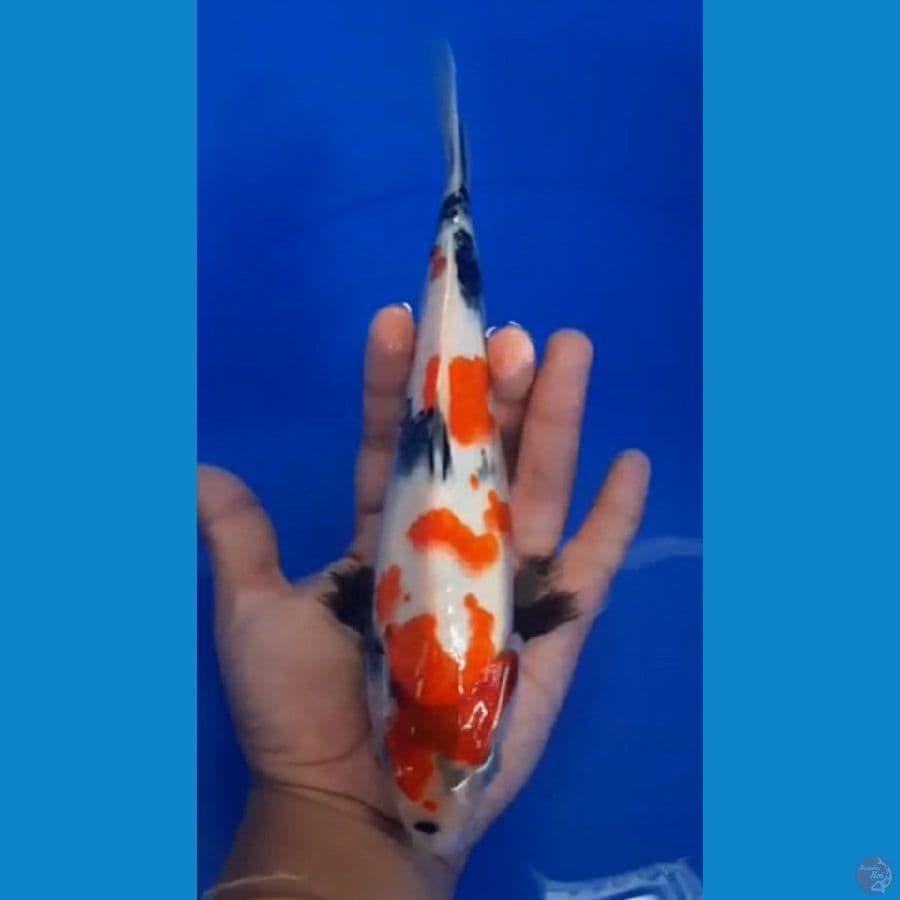 SHOWA Pola Asli 28 Male