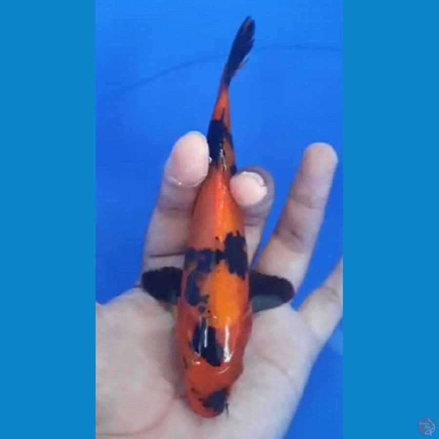 HI UTSURI SQ 23cm