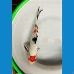 Maruten sanke 30cm