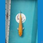 Karasi MM 25cm