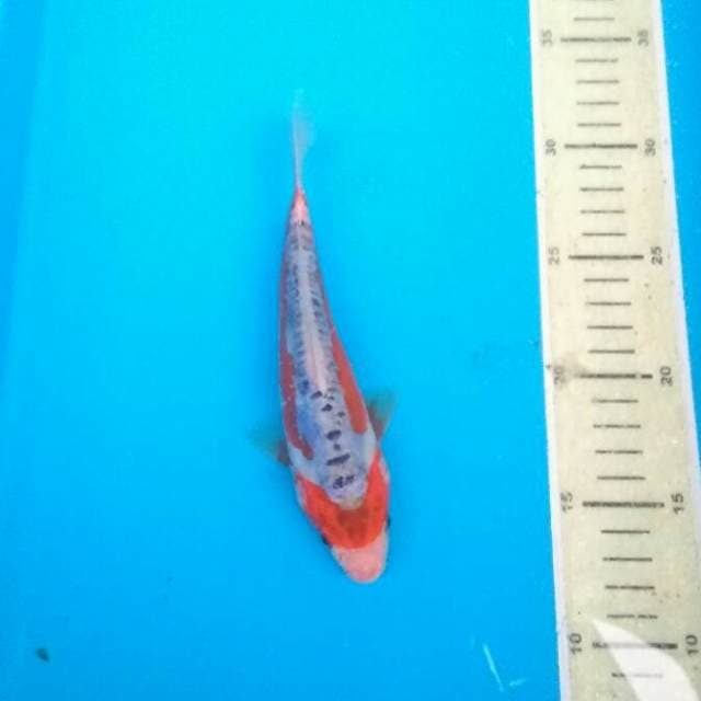 Baby shusui