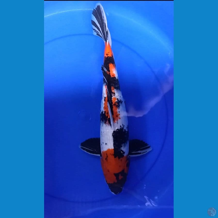 Showa 41 male