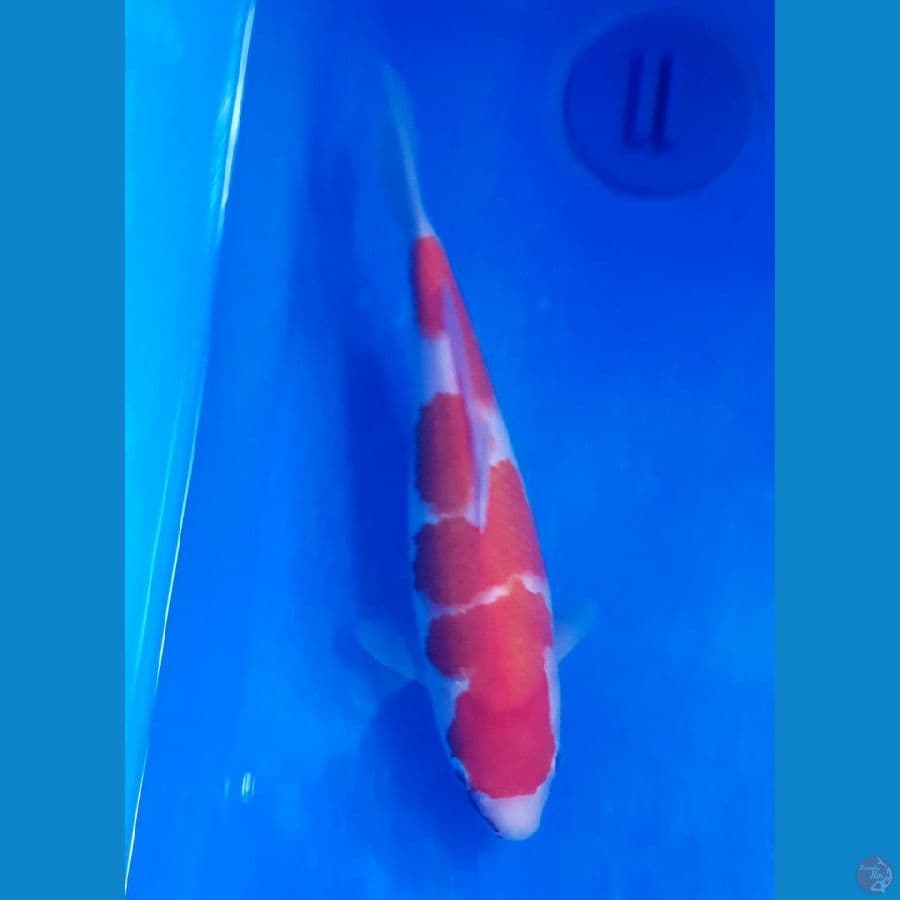 KOHAKU BULKY 26cm Pola Asli