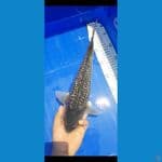 35cm 