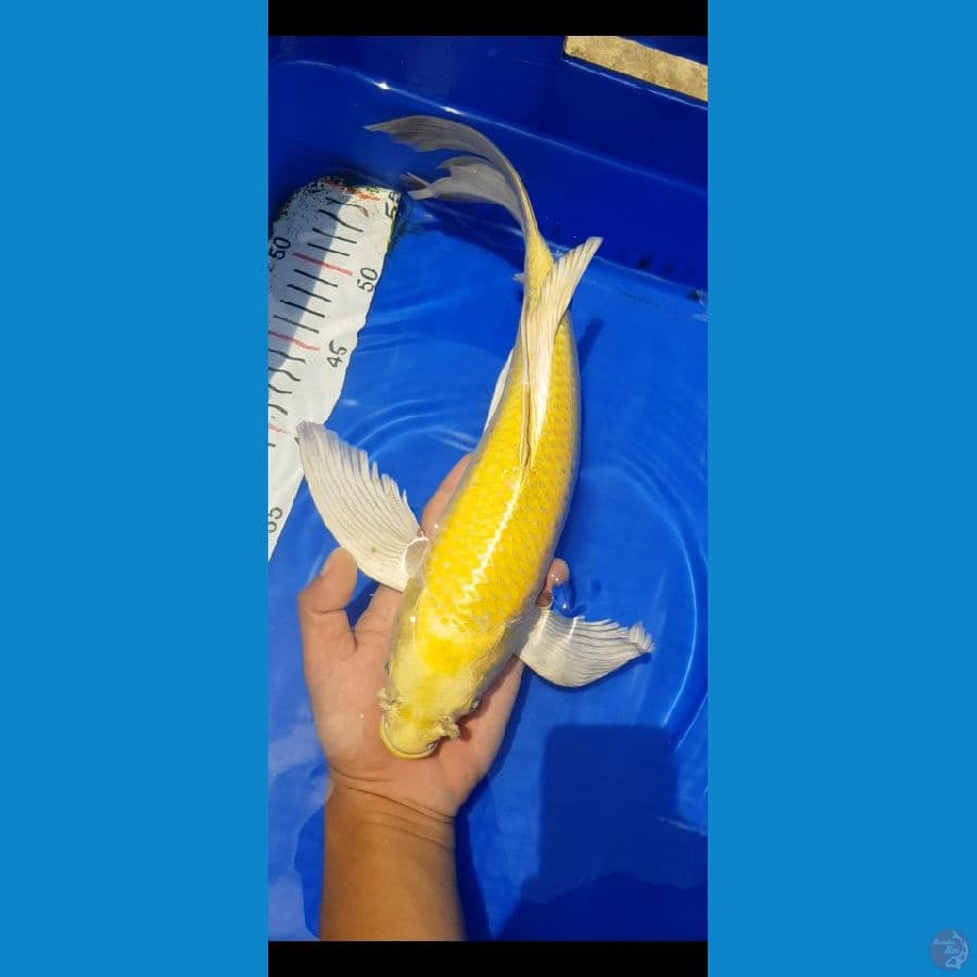 Ogon sleyer 35bu