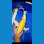 Ogon sleyer 35bu 