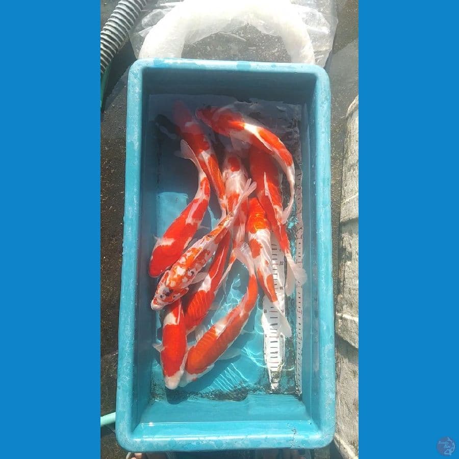 30-37cm 10 ekor