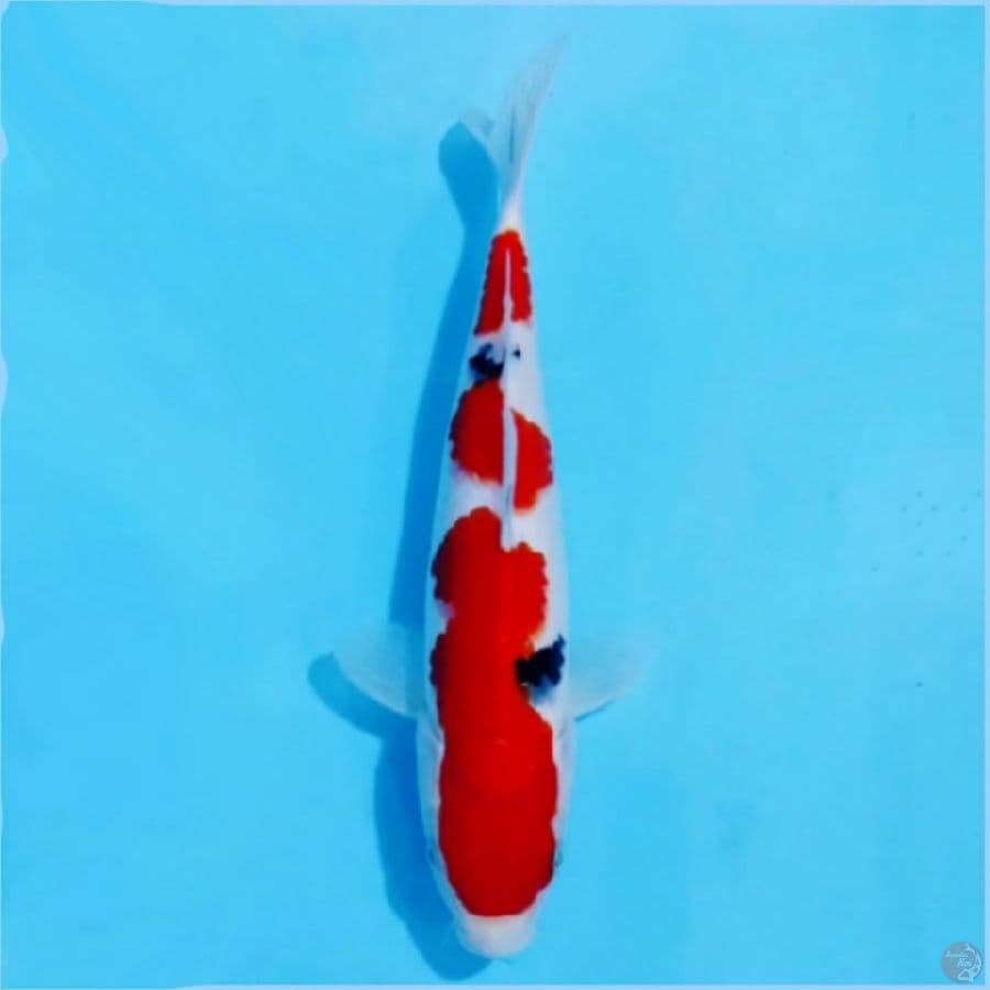 ٤ Taisho sanke original skin halus 25cm fm