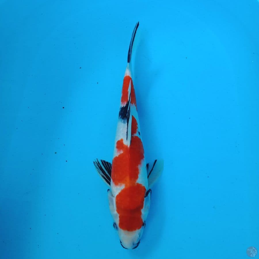 showa 35 cm