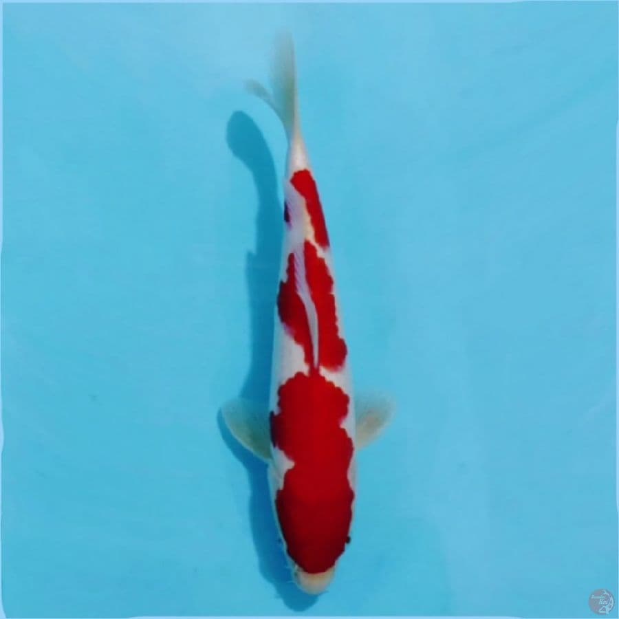 ٨ kohaku merah halus SQ 25cm m