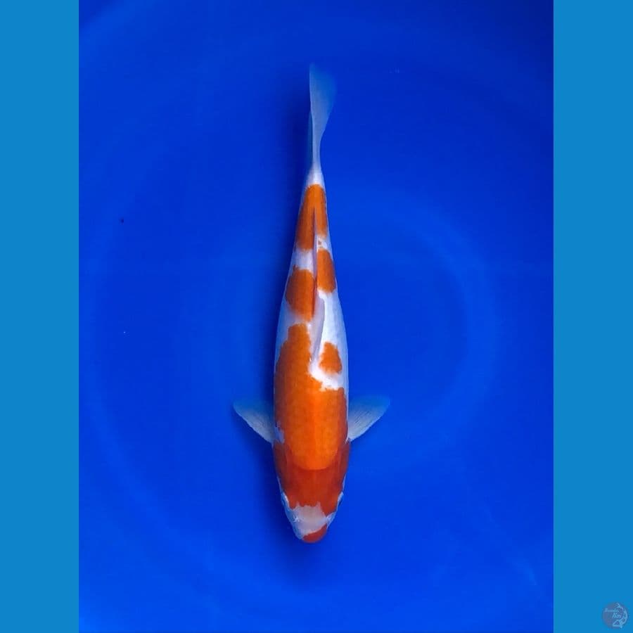 Kohaku 32cm