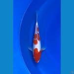 Kohaku 30cm