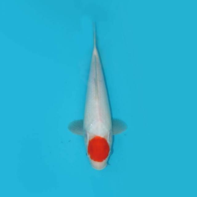 30 CM - BIG MARU