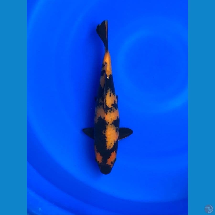 Hiutsuri 32cm