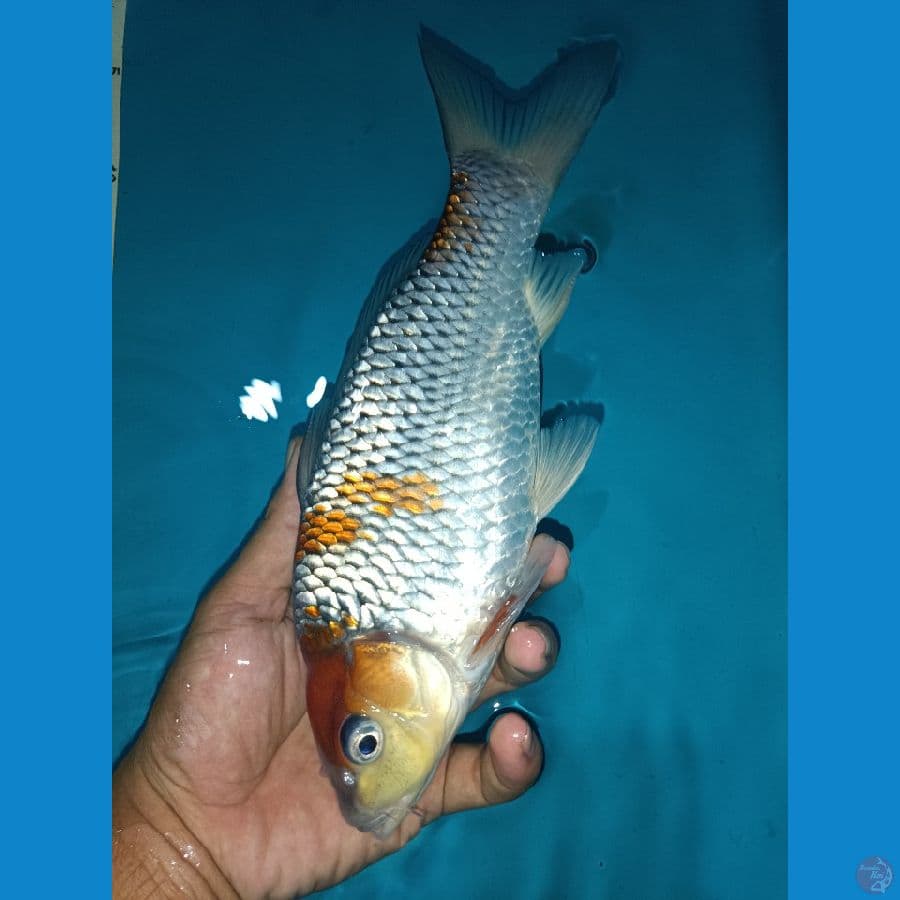 Ochiba 28 cm