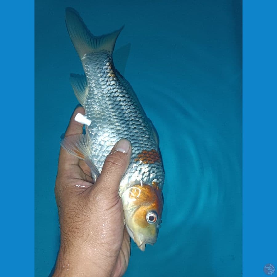 Ochiba 28 cm