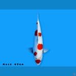maruten showa 47cm jantan