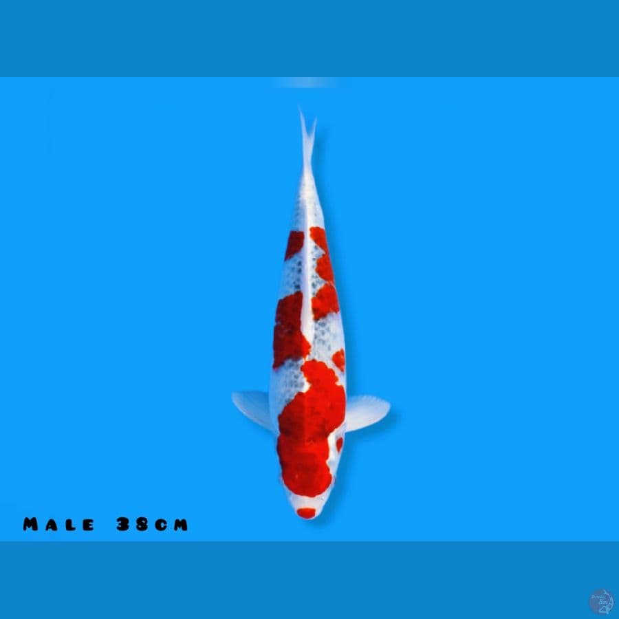goshiki 38cm jantan