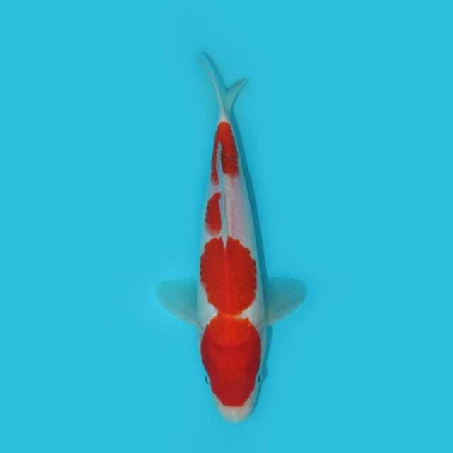 23 CM - SPECIAL