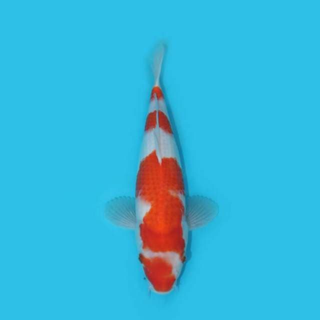 30 CM - SCARE HEAD