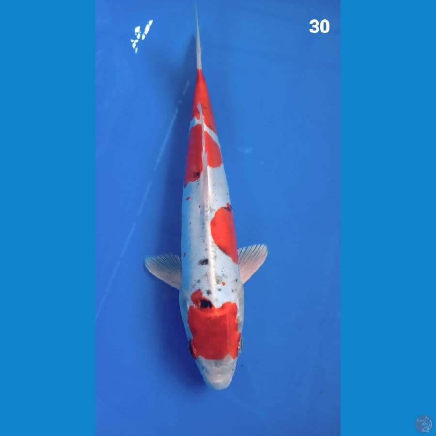 f1 kiko 30cm