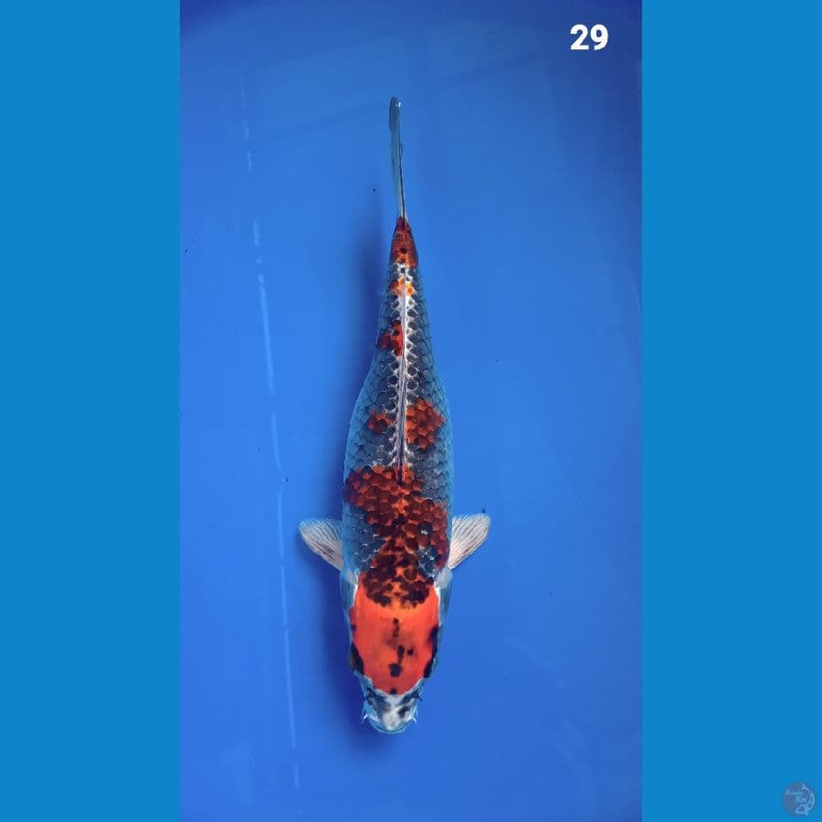 kujaku 29cm