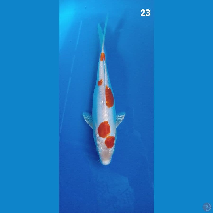 kikushui 23cm