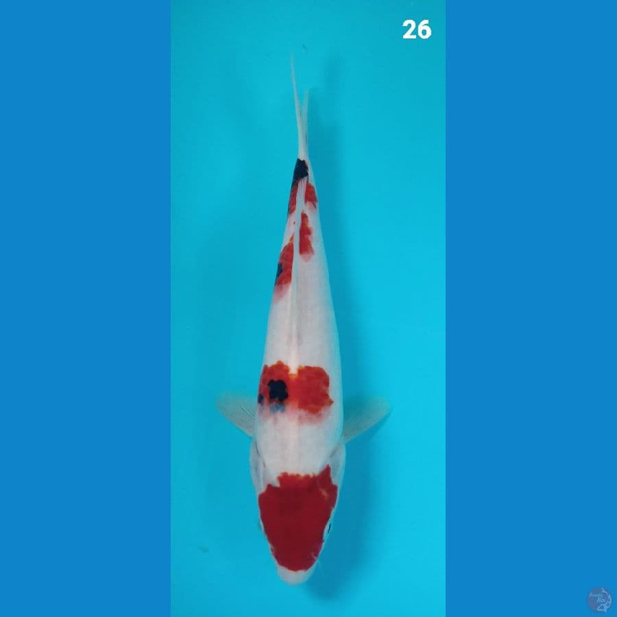 showa 26cm