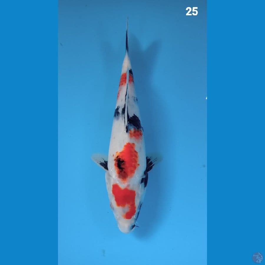 showa 25cm