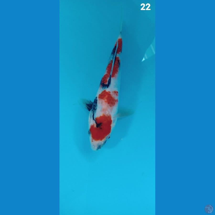showa 22cm