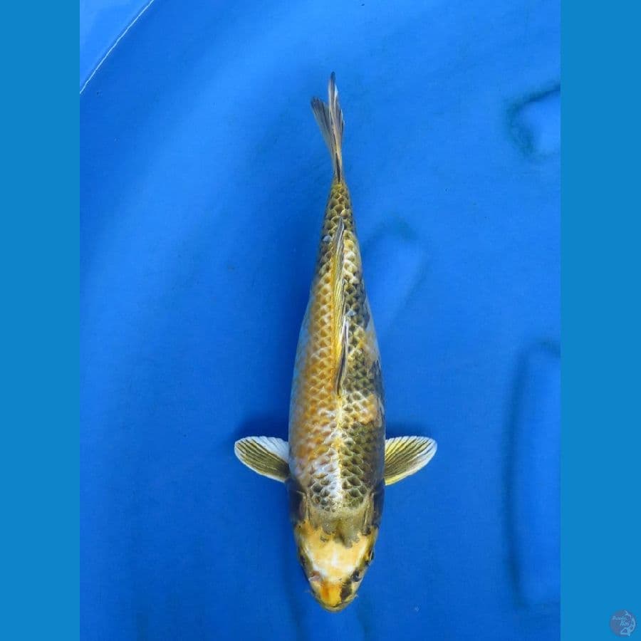 34cm - Kin Utsuri