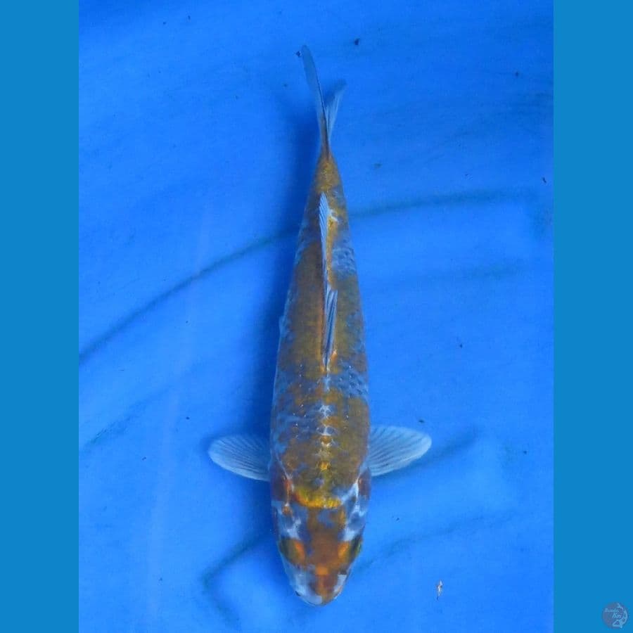 30cm - Ochiba