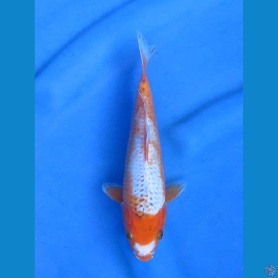 20cm - Unique