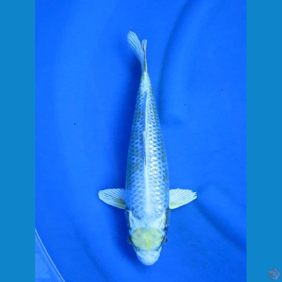 34cm , - antikan