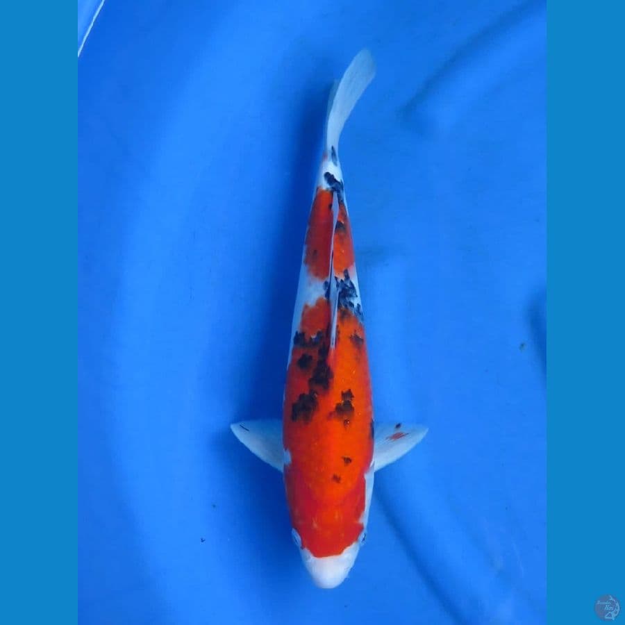 39cm - Sanke Jumbo 