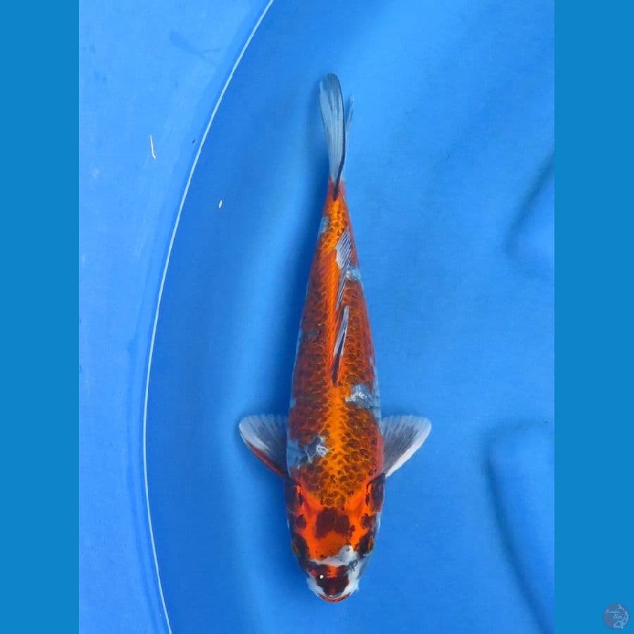 36cm - kogane ochiba