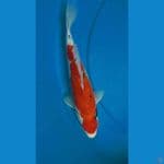 Maruten showa 27 cm