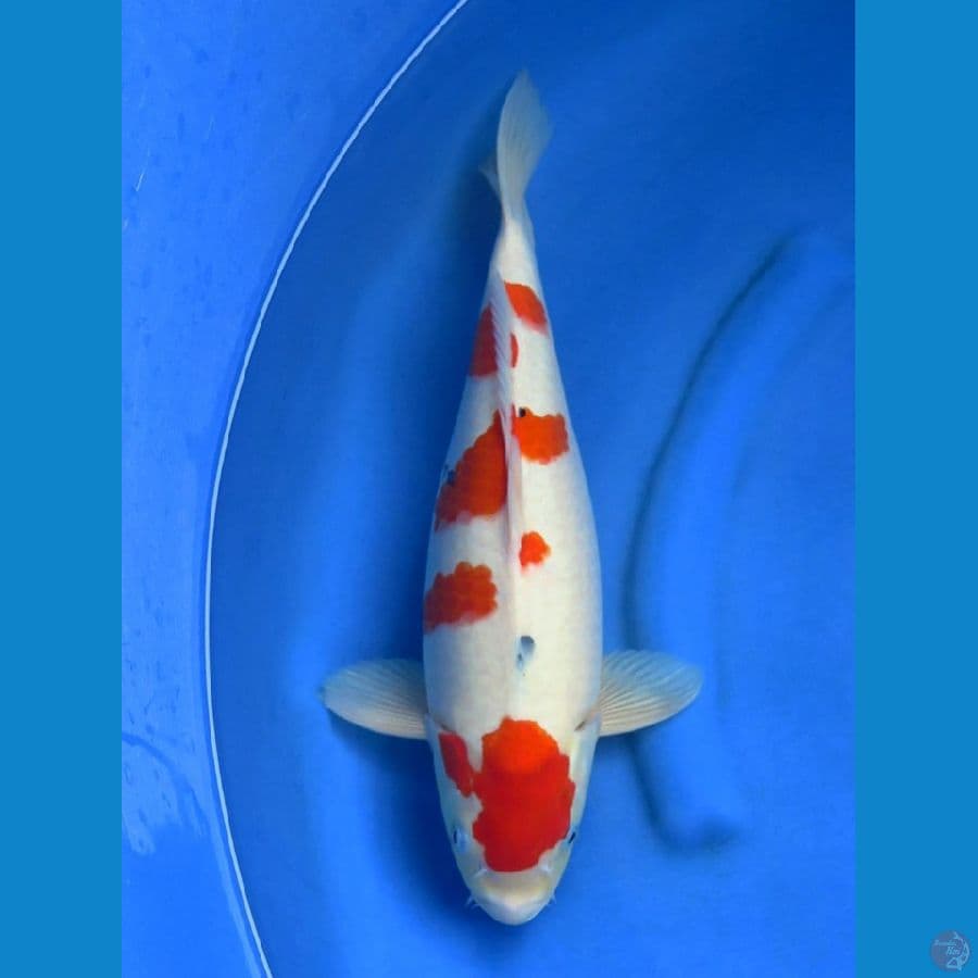 44cm , Sanke Tategoi jumb 