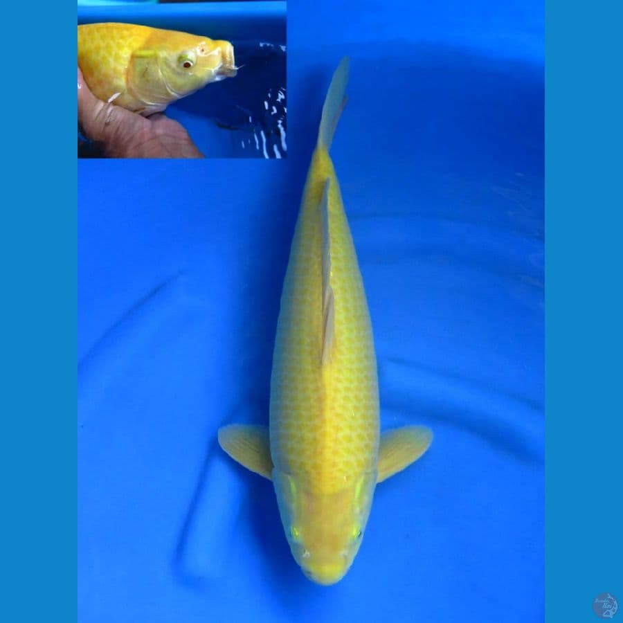 46cm , Red eye