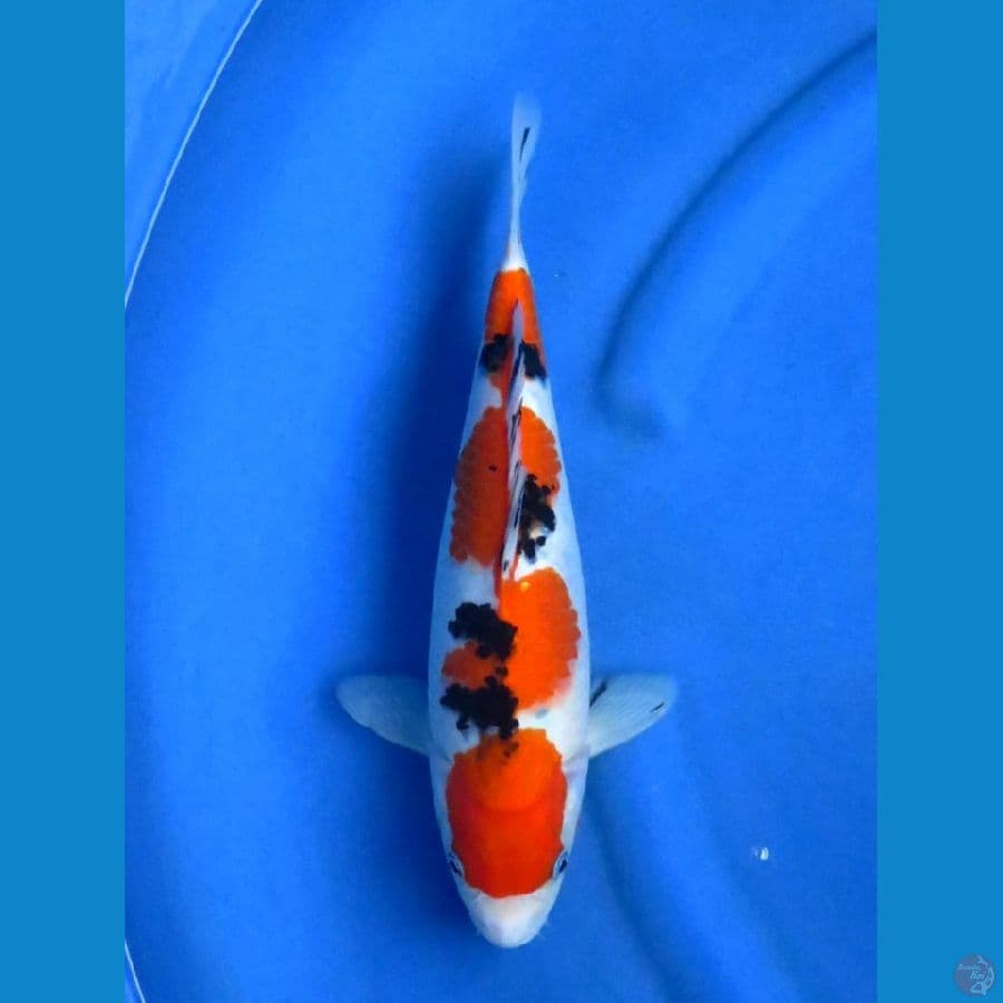 34cm , Sanke SQ